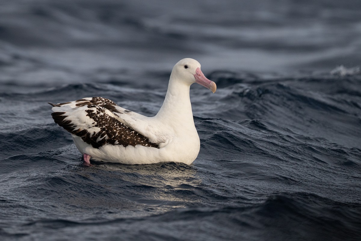 Antipodean Albatross (Gibson's) - ML642223630
