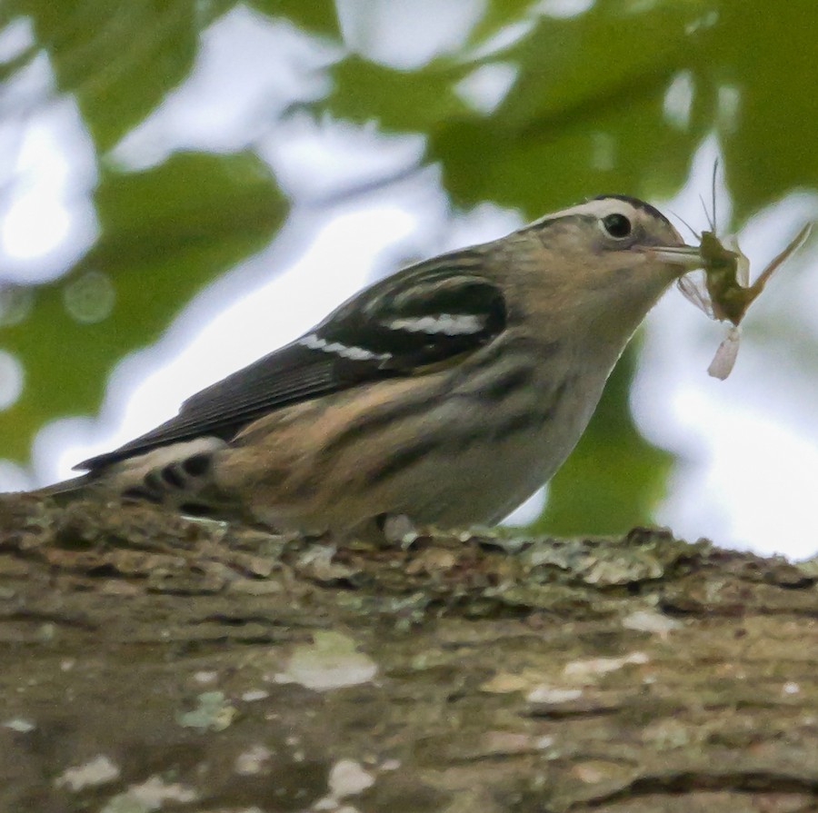 Black-and-white Warbler - Roger Horn