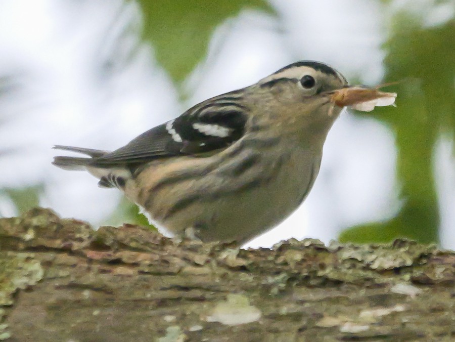 Black-and-white Warbler - Roger Horn