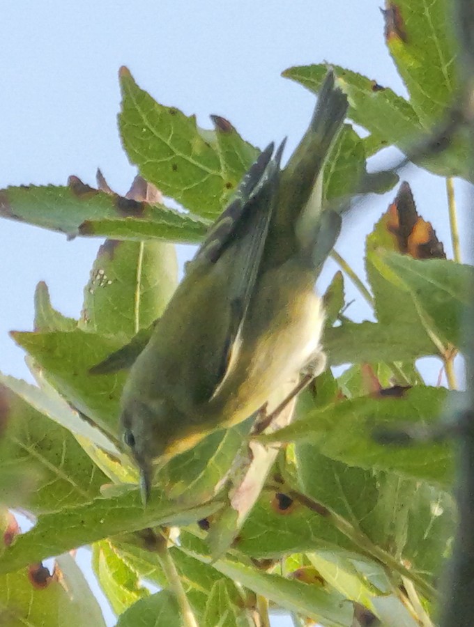Tennessee Warbler - Roger Horn