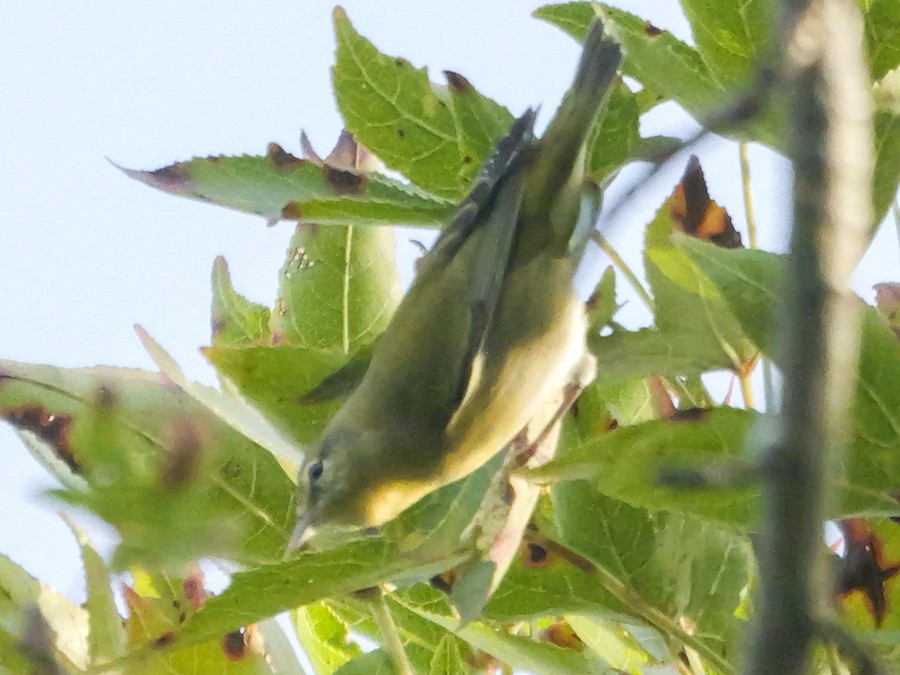 Tennessee Warbler - Roger Horn
