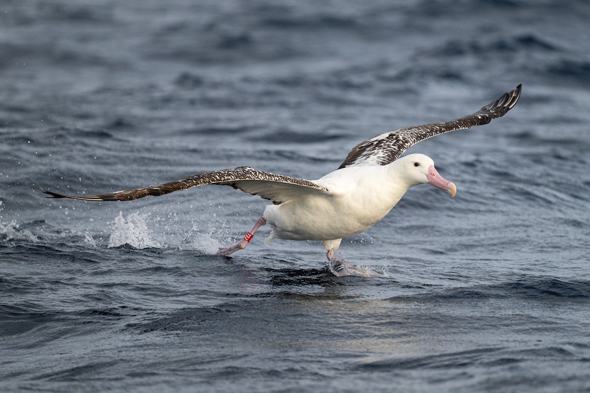 Antipodean Albatross (Gibson's) - ML642223659