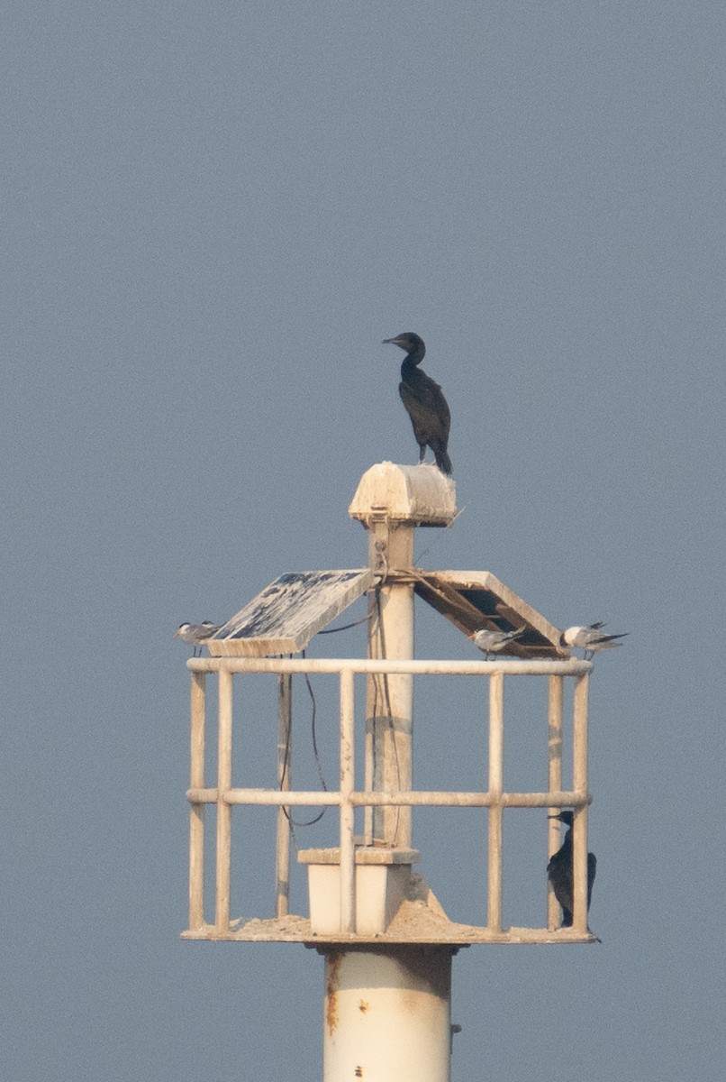 Socotra Cormorant - ML642223665