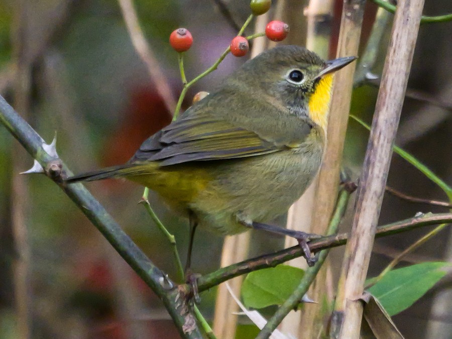 Common Yellowthroat - Roger Horn