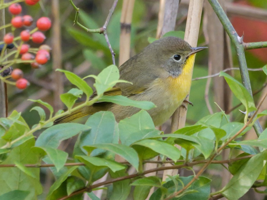 Common Yellowthroat - Roger Horn