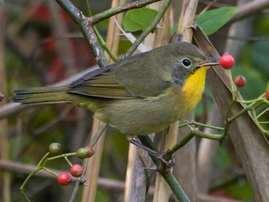 Common Yellowthroat - Roger Horn