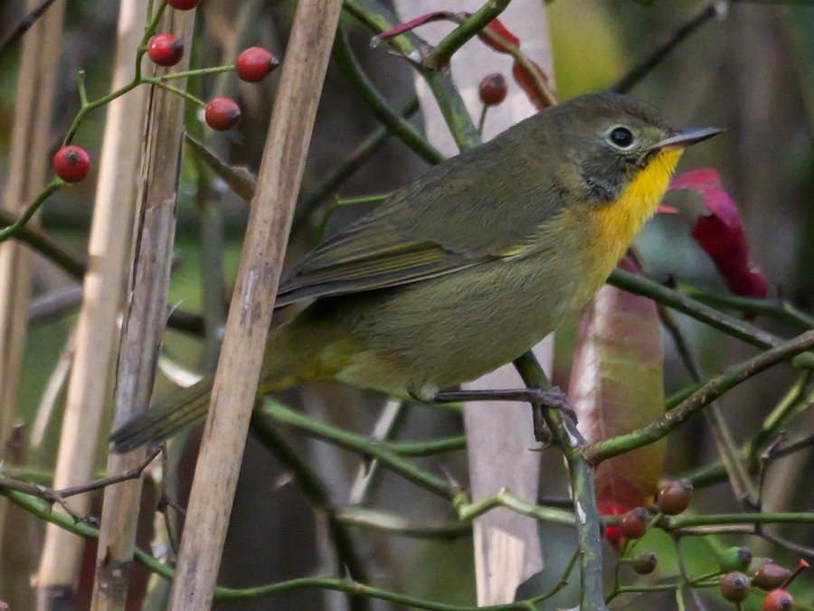 Common Yellowthroat - Roger Horn