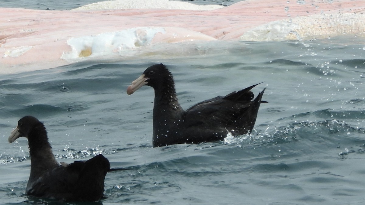 Northern Giant-Petrel - ML642223677