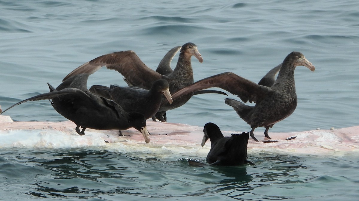 Northern Giant-Petrel - ML642223678