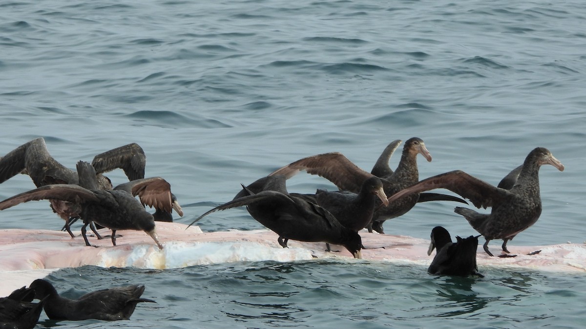 Northern Giant-Petrel - ML642223679