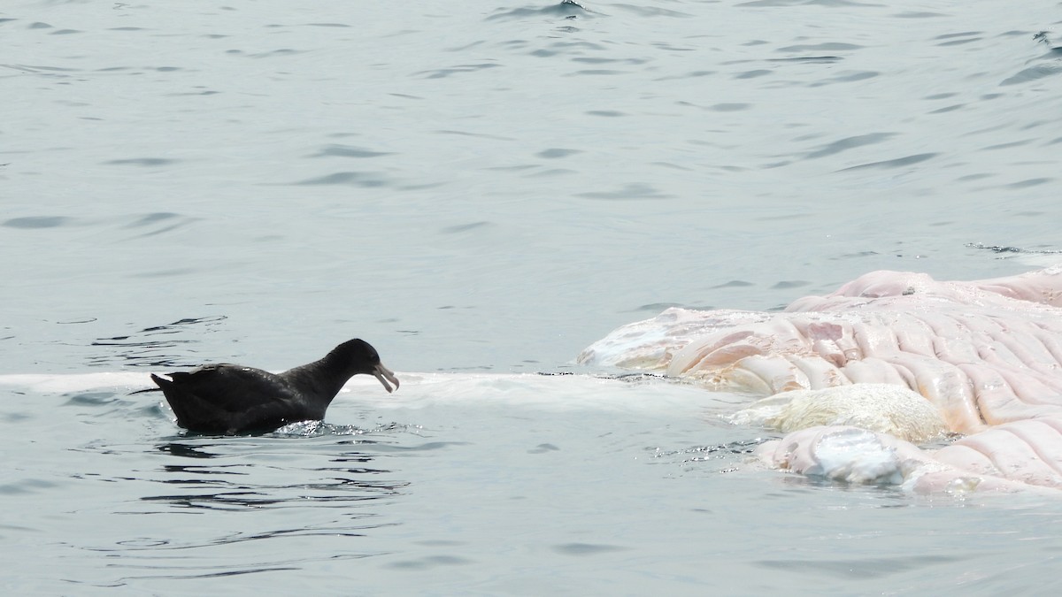 Northern Giant-Petrel - ML642223680