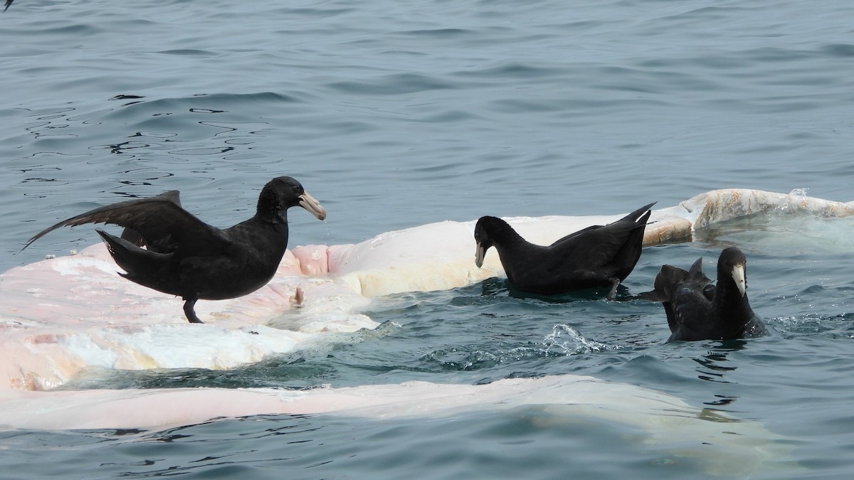 Northern Giant-Petrel - ML642223681