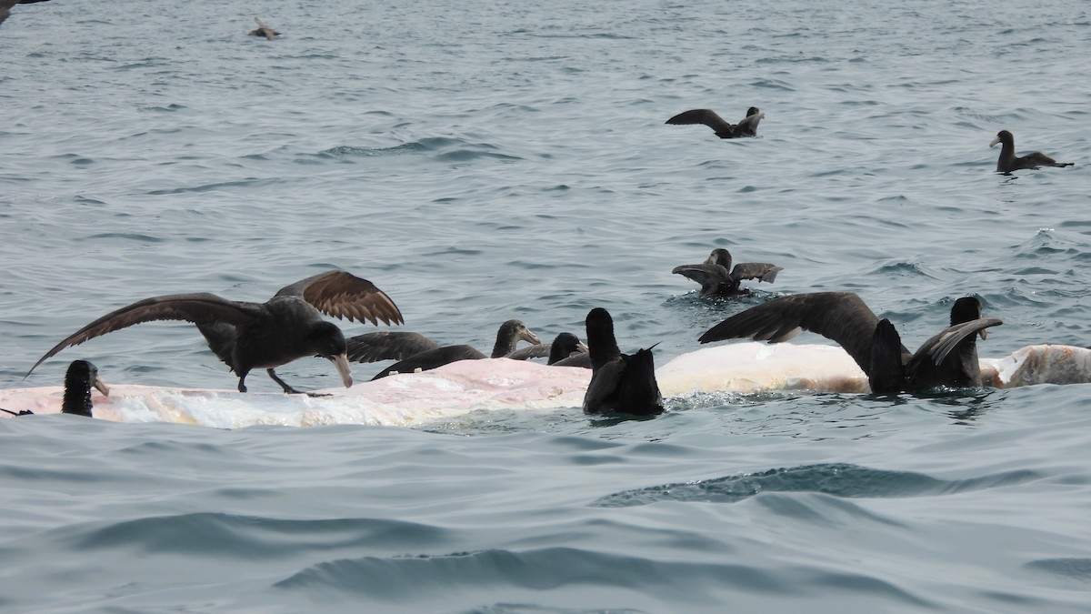 Northern Giant-Petrel - ML642223682