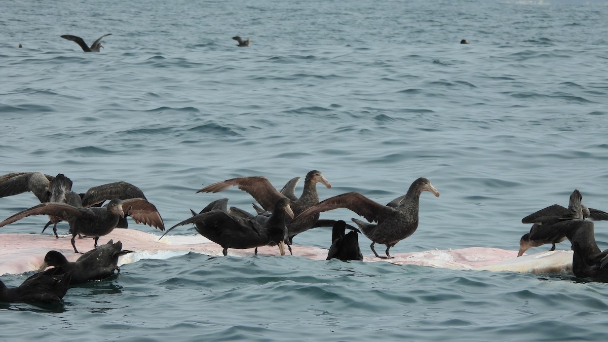 Northern Giant-Petrel - ML642223683