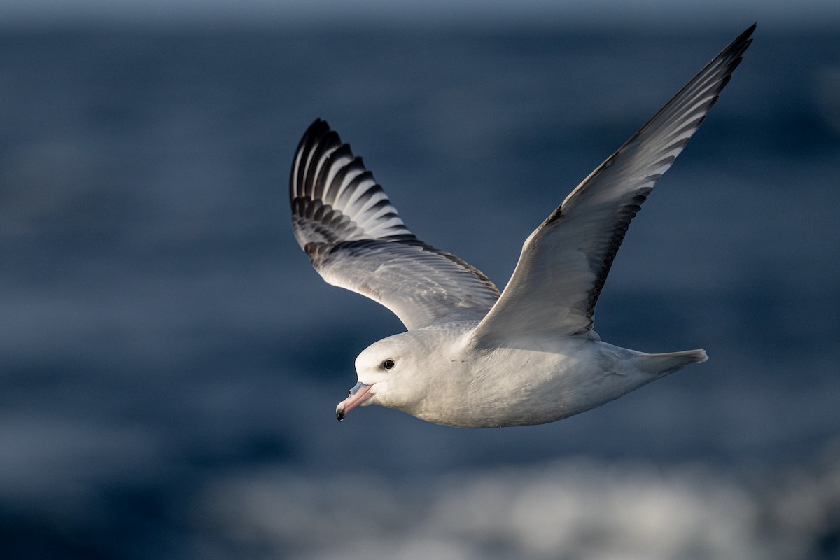 Southern Fulmar - ML642223684