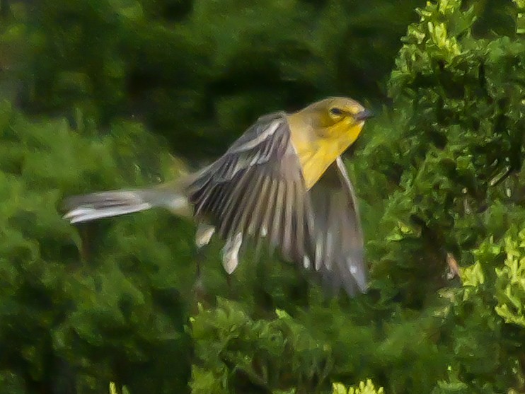 Pine Warbler - Roger Horn