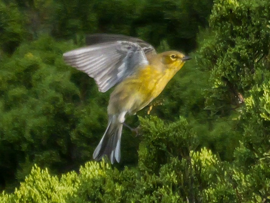 Pine Warbler - Roger Horn