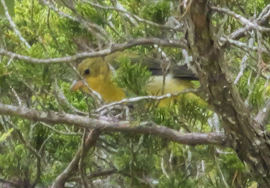 Scarlet Tanager - Roger Horn