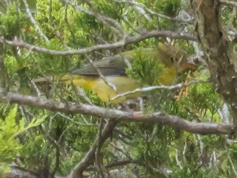 Scarlet Tanager - Roger Horn