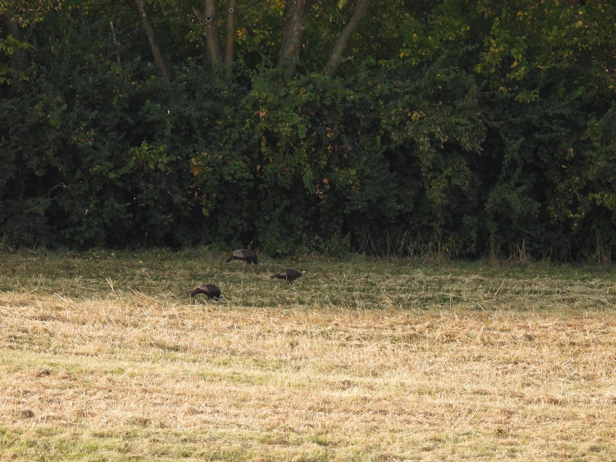 Wild Turkey - ML642223711
