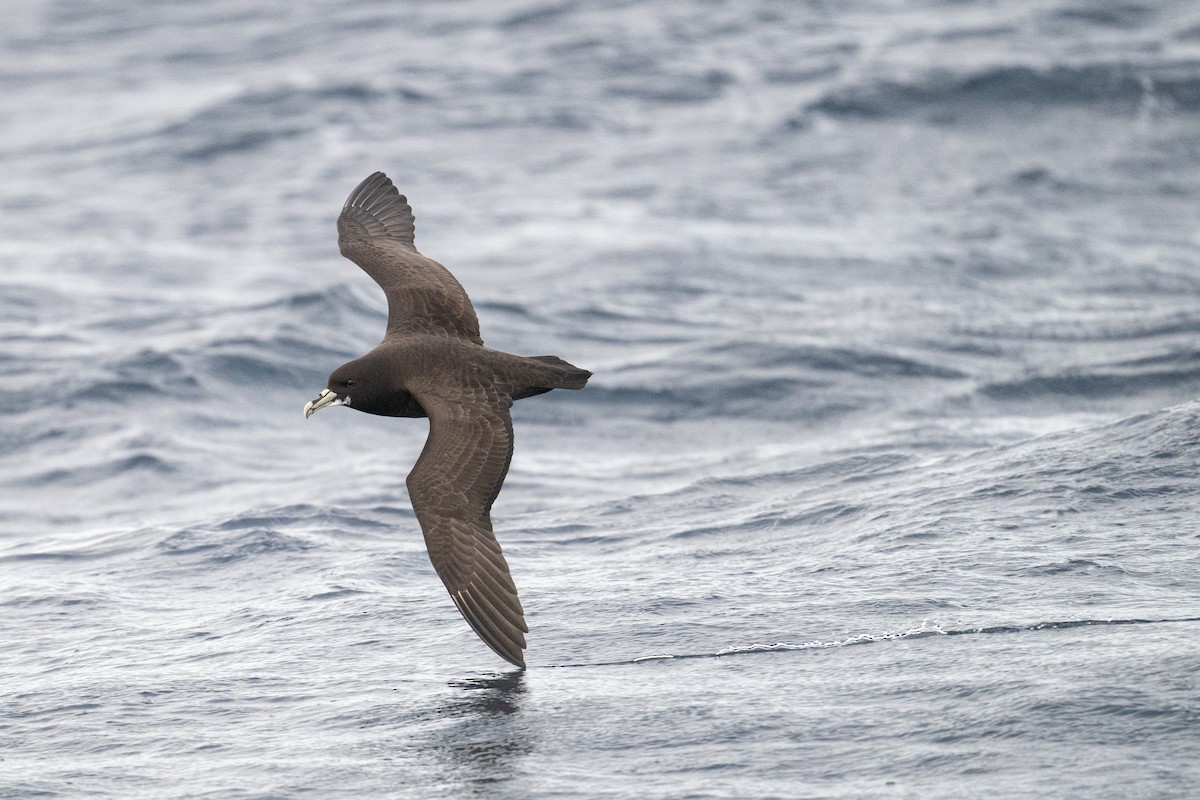 White-chinned Petrel - ML642223741