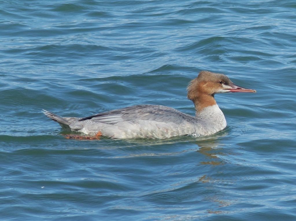 Gänsesäger - ML642223744