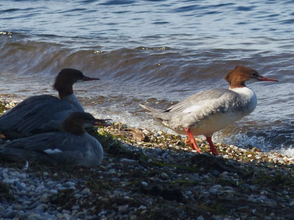 Gänsesäger - ML642223745