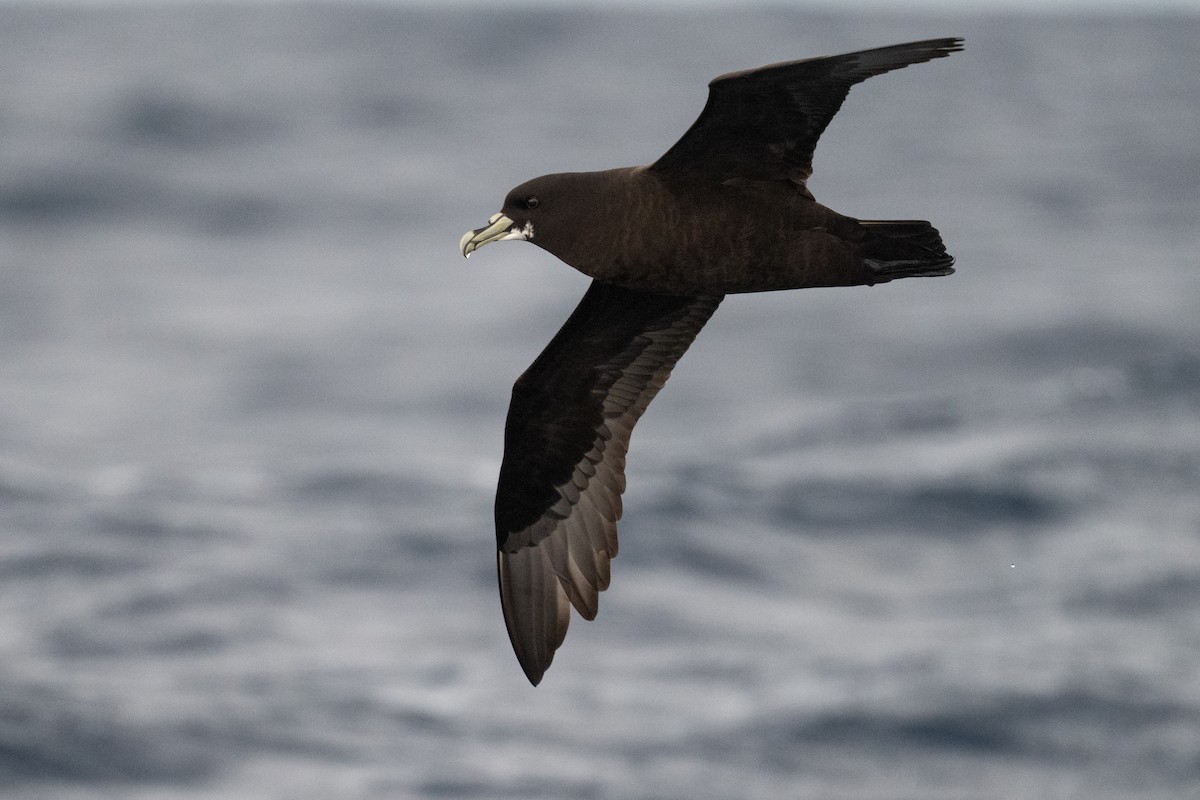 White-chinned Petrel - ML642223764