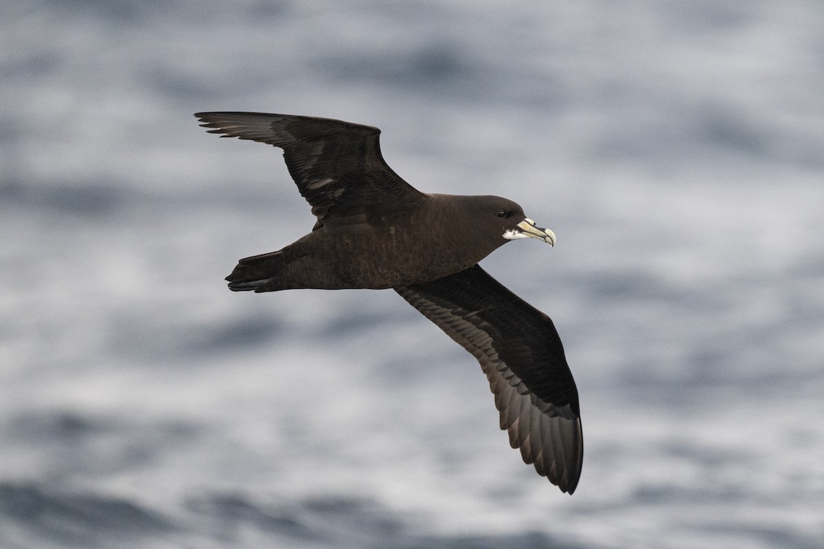 White-chinned Petrel - ML642223765