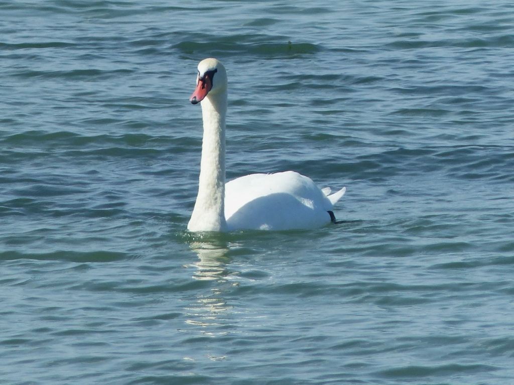 Höckerschwan - ML642223770
