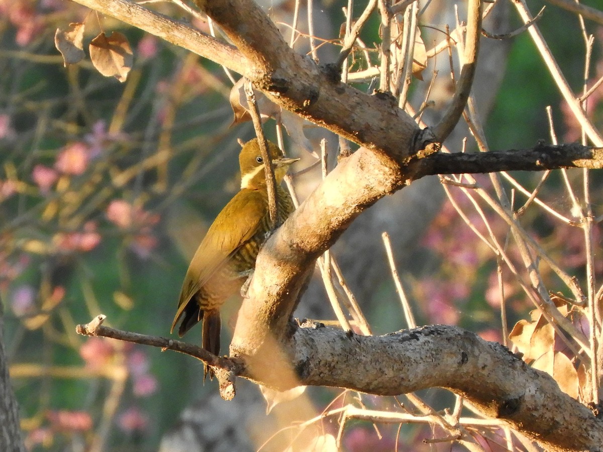 Golden-green Woodpecker - ML642223771
