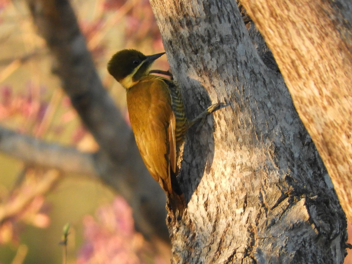 Golden-green Woodpecker - ML642223772