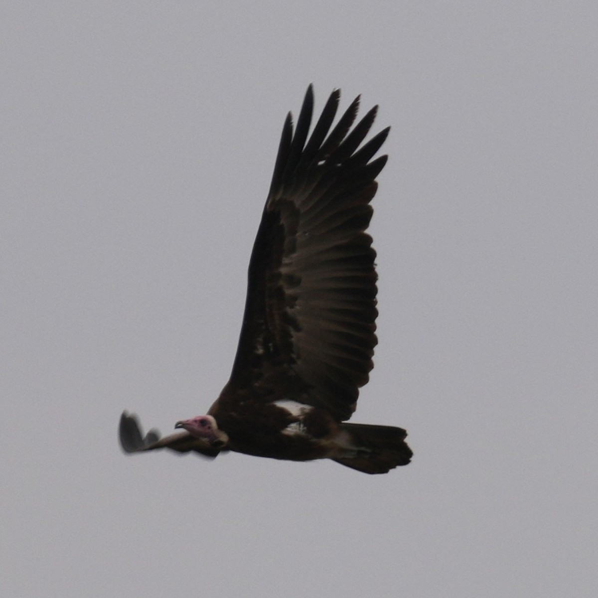 Vautour charognard - ML642223799