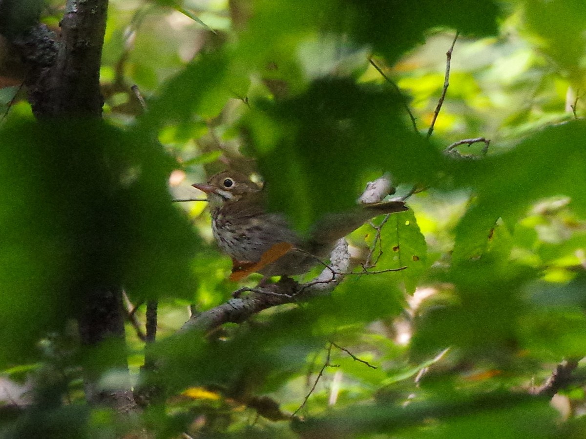 Ovenbird - ML642223807