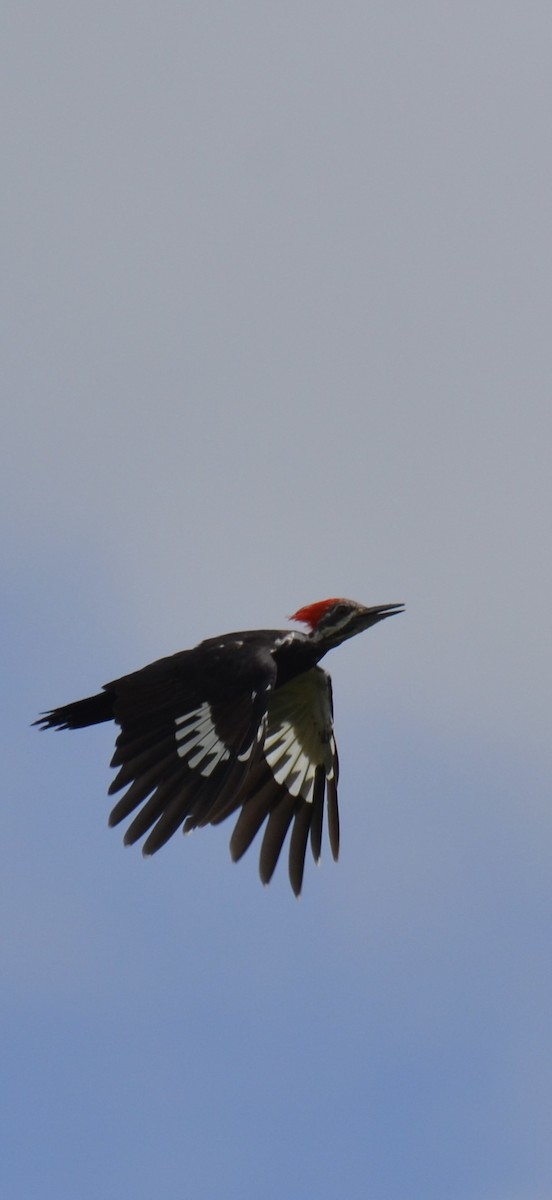 Pileated Woodpecker - ML642223814
