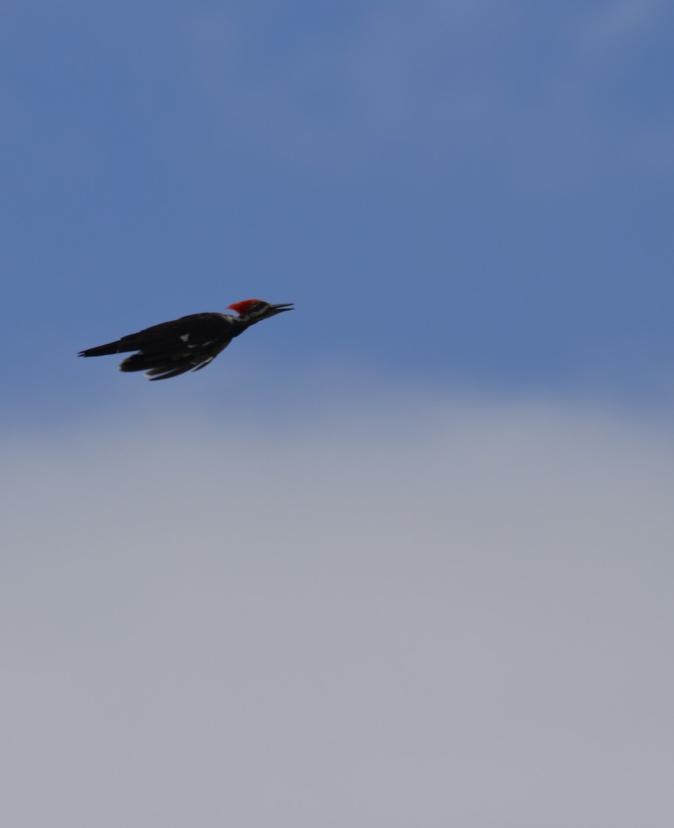 Pileated Woodpecker - ML642223815