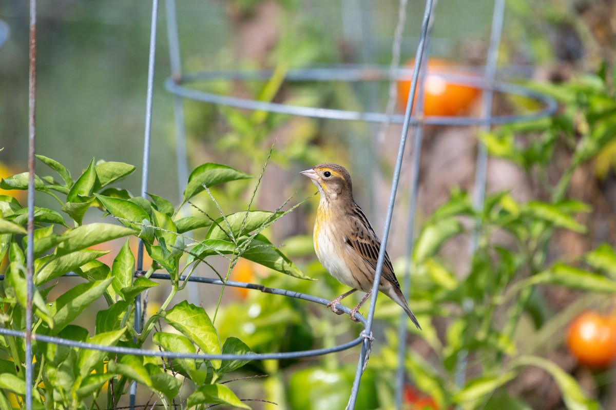 Dickcissel - ML642223820