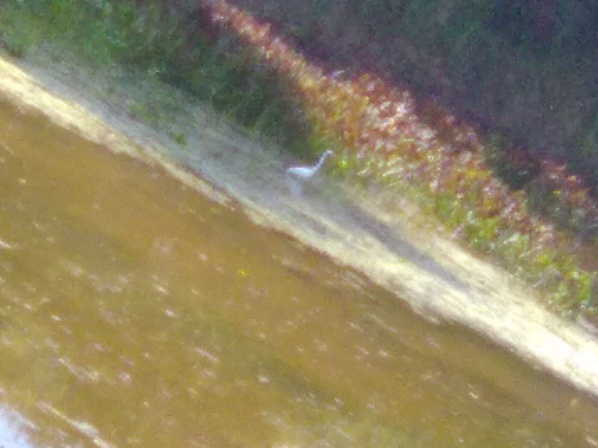 Great Egret - ML642223835