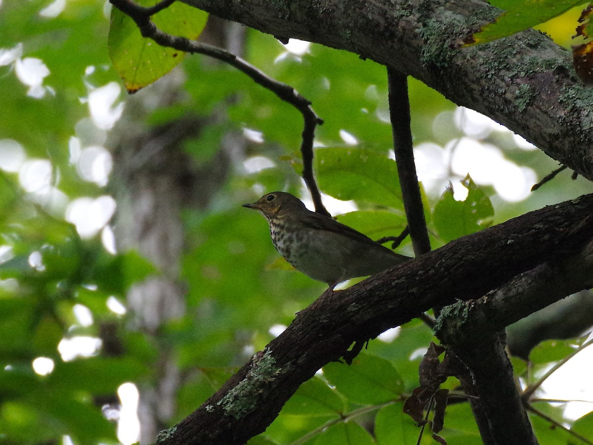 Swainson's Thrush - ML642223851