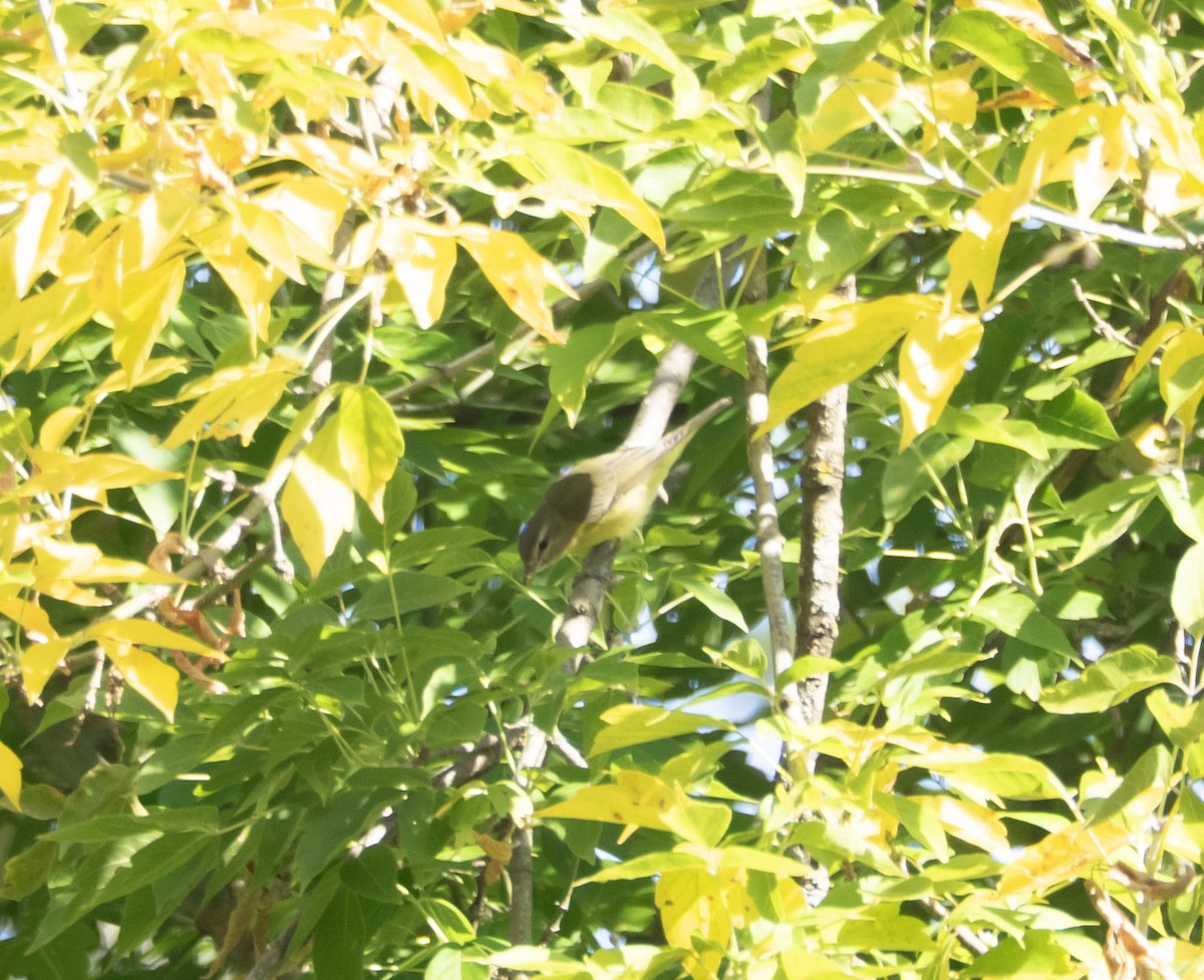 セアカモズモドキ - ML642223864