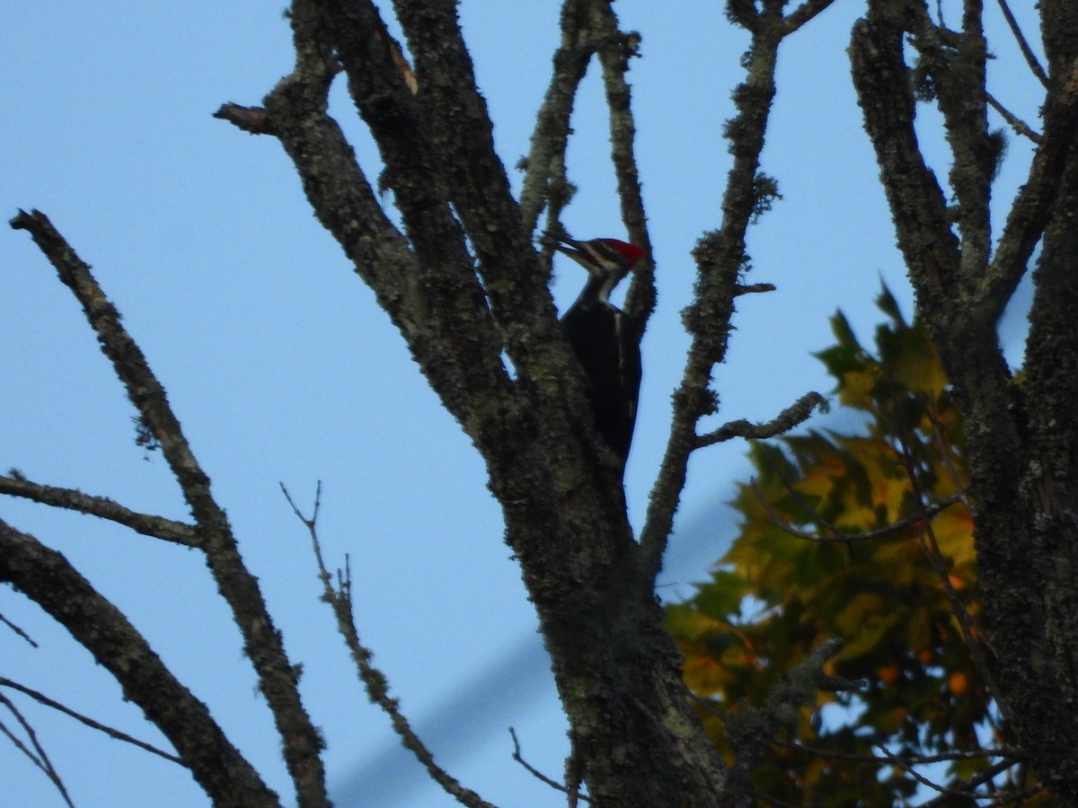 Pileated Woodpecker - ML642223865