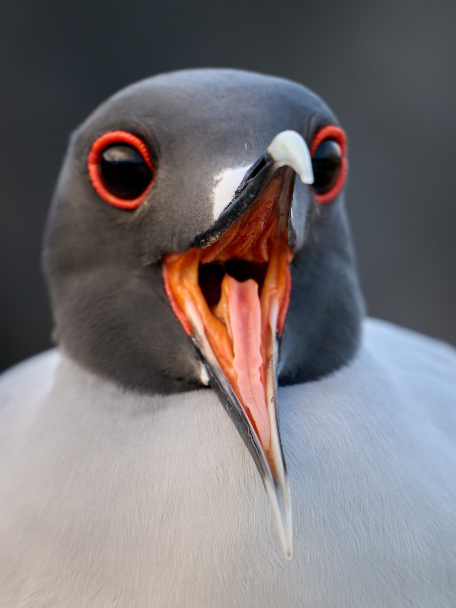 Swallow-tailed Gull - ML642223875