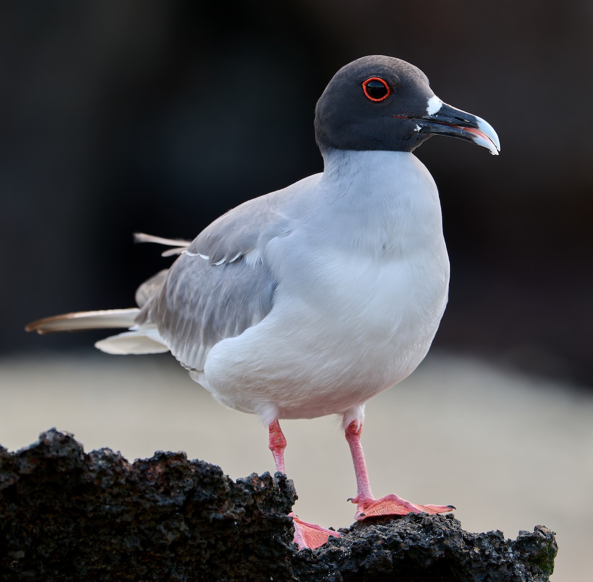 Swallow-tailed Gull - ML642223876