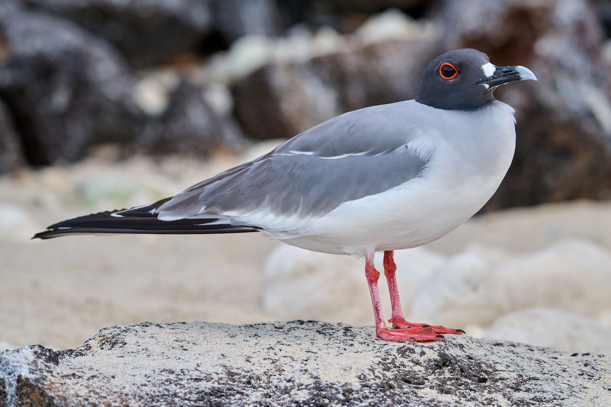 Swallow-tailed Gull - ML642223878
