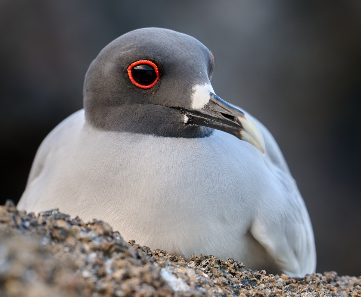 Swallow-tailed Gull - ML642223879