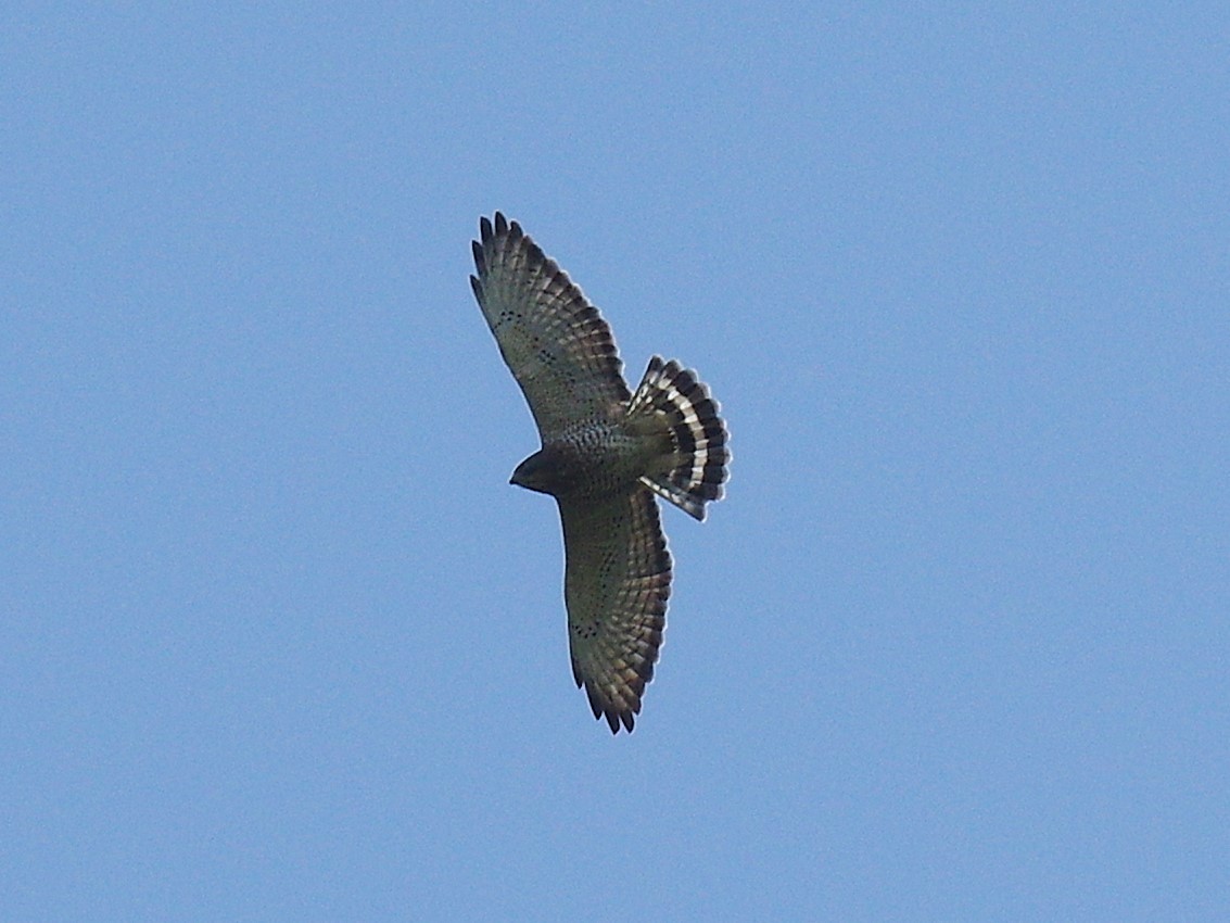 Broad-winged Hawk - ML642223890