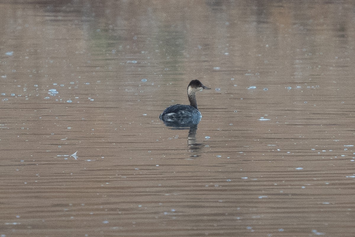 Eared Grebe - ML642223909