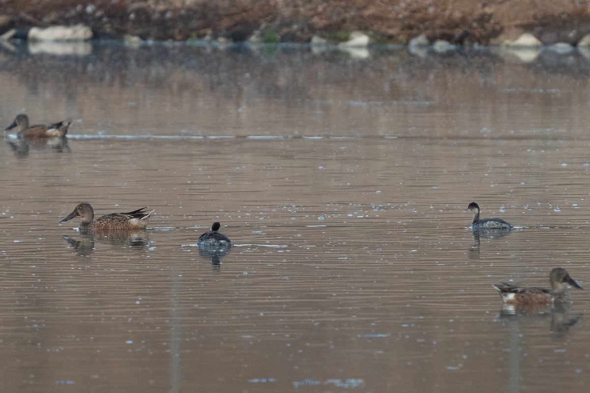 Eared Grebe - ML642223910