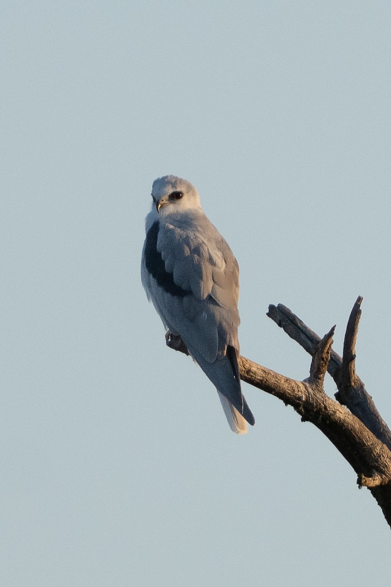White-tailed Kite - ML642223917