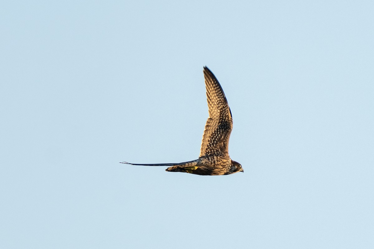 Peregrine Falcon - ML642223927